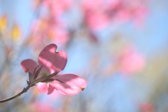 薄紅色の・・・♪