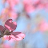 薄紅色の・・・♪