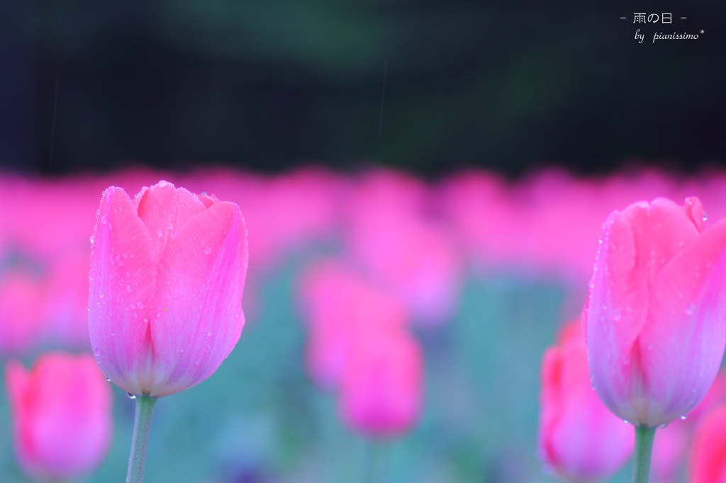 HANA・HANA 42 (Tulip-ame ☂)