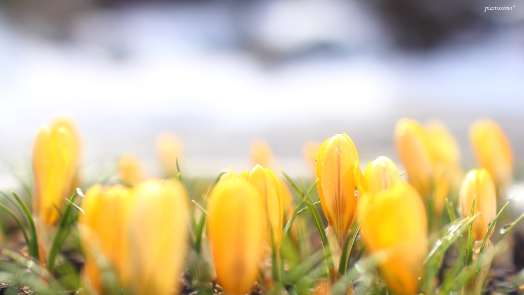 HANA・HANA 13 (crocus)