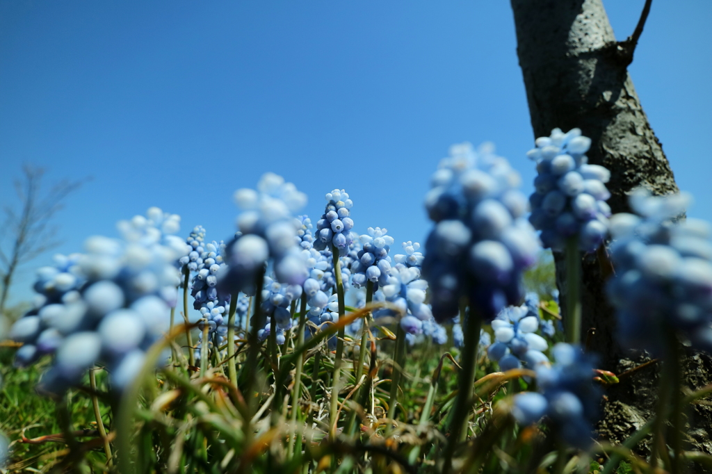 HANA・HANA 110 (Muscari)