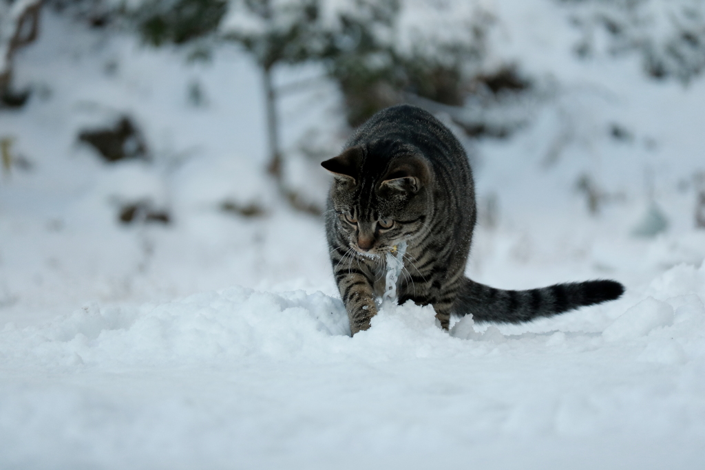 雪を食べるタヌキ・・・・・・・・・・・・じゃなかった「ネコ」だった♪