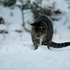 雪を食べるタヌキ・・・・・・・・・・・・じゃなかった「ネコ」だった♪