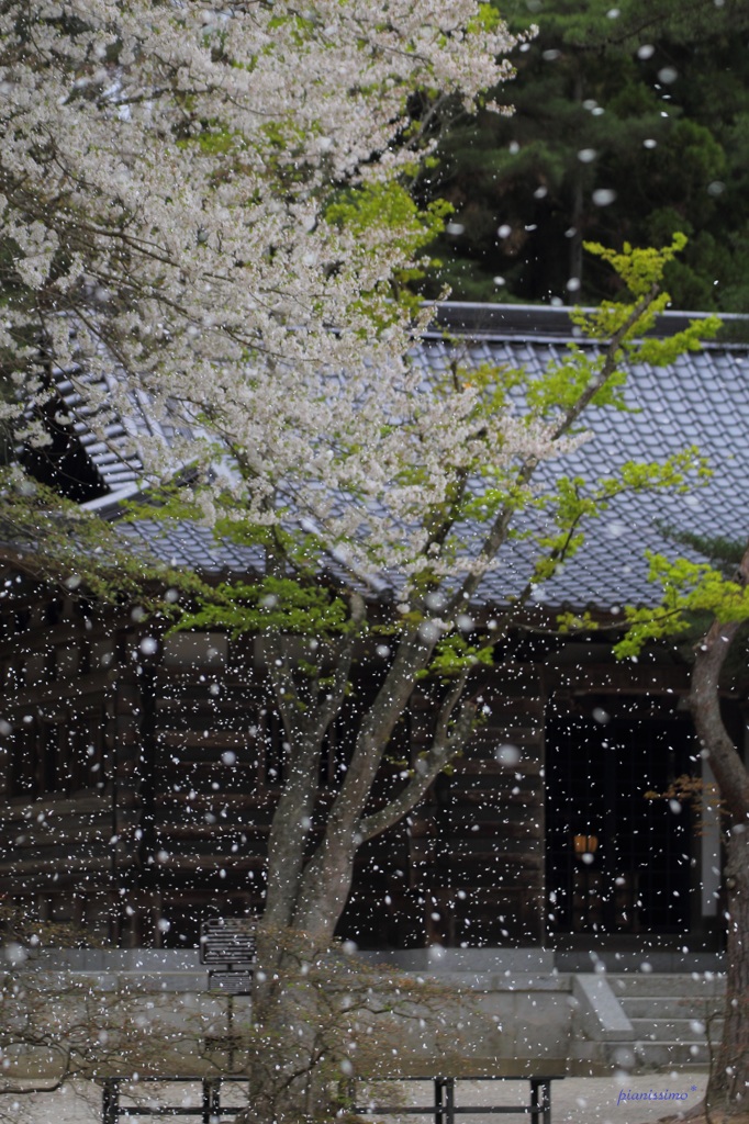 「桜雪」