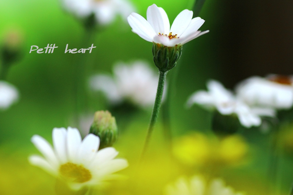 Petit heart