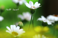 Petit heart