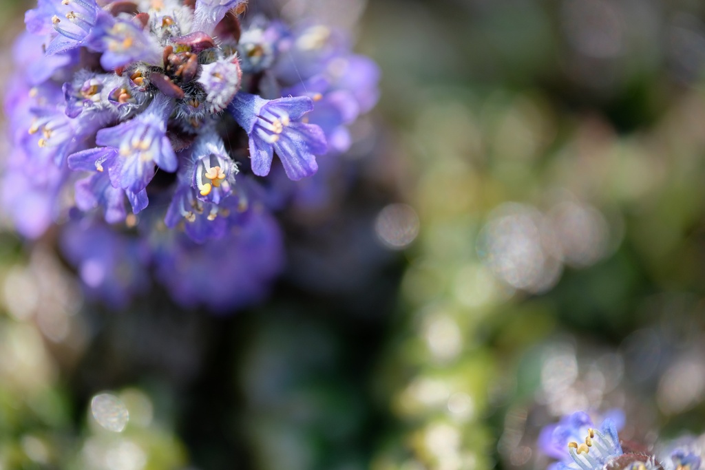 HANA-HANA  288   Ajuga