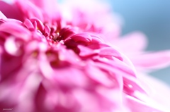 HANA・HANA 12 (marguerite)