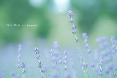 HANA-HANA 201  Lavender