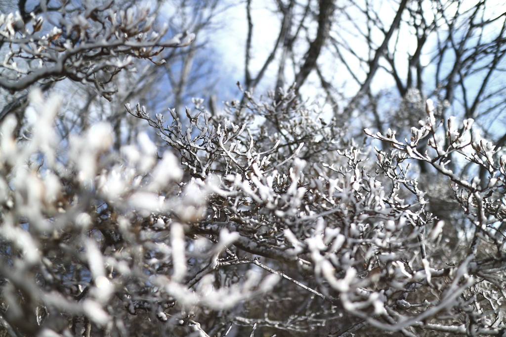 初雪観測