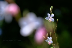 HANA-HANA 233 Gaura