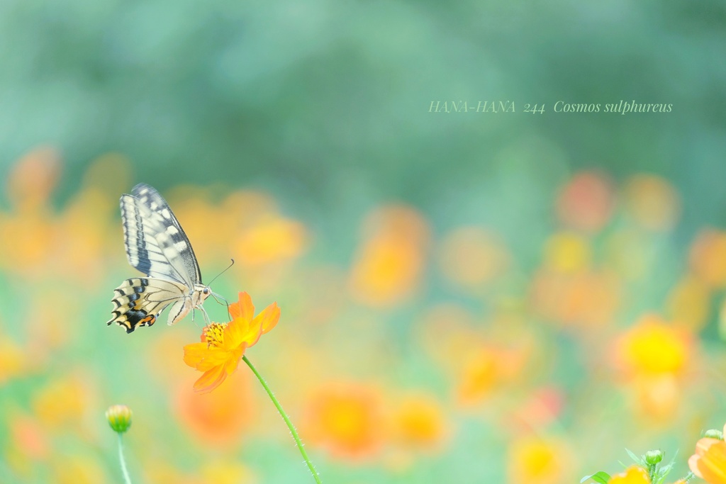 HANA-HANA 244  Cosmos sulphureus