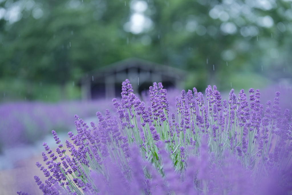 ☂️HANA-HANA   197    Lavender  ～ 優しい雨 ～