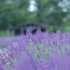 ☂️HANA-HANA   197    Lavender  ～ 優しい雨 ～