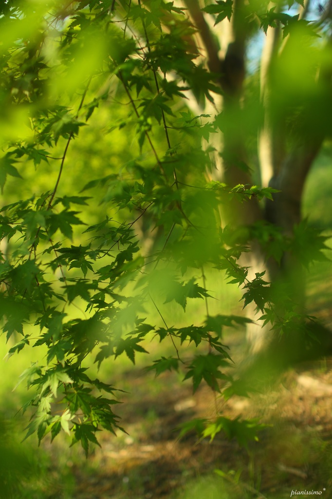 緑もみじの森