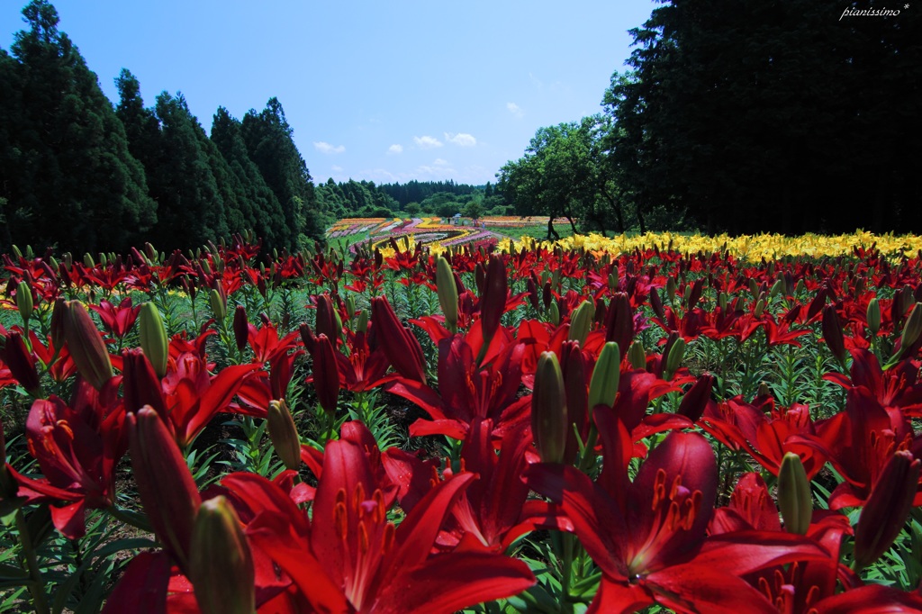 HANA・HANA 72 (Lily)　