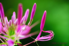 HANA-HANA 211  Cleome