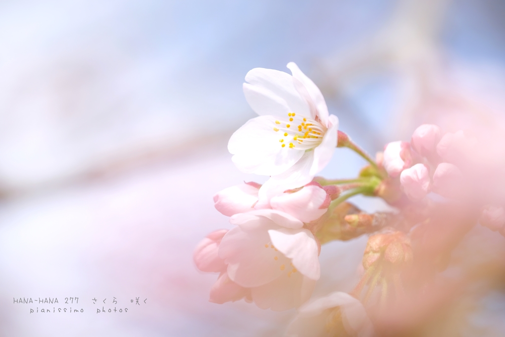 HANA-HANA  277   sakura-saku
