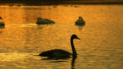 夕暮れの白鳥