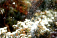 - Joyeux Noel -