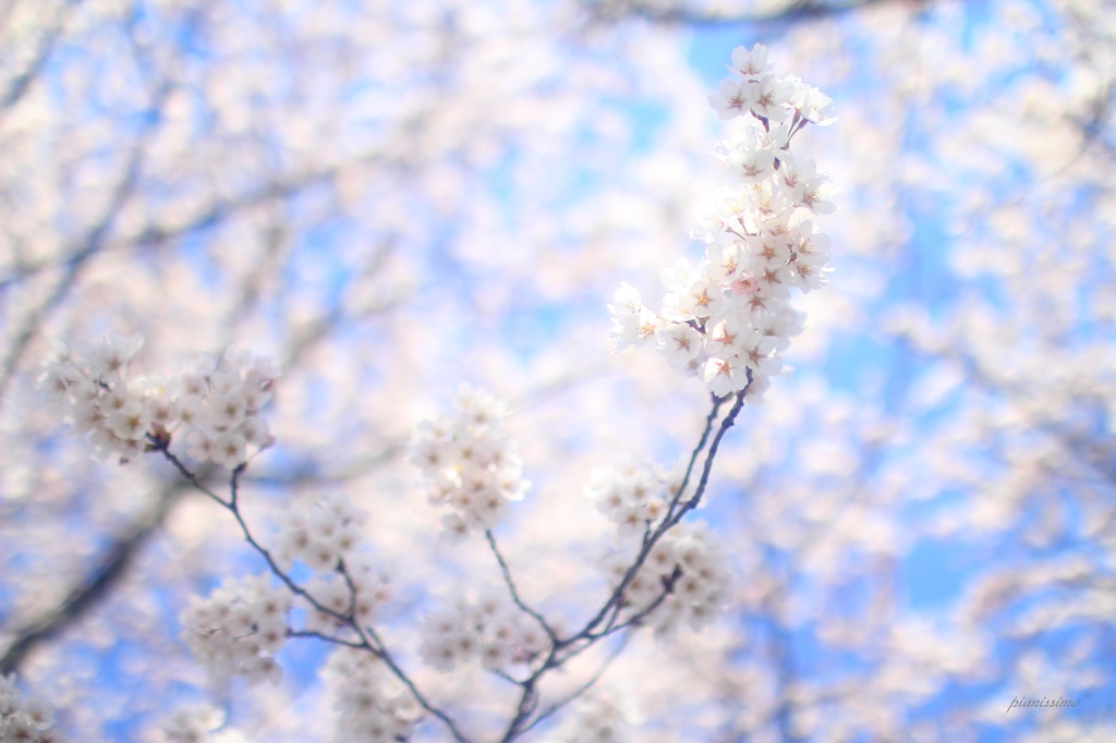 HANA・HANA 27 (sakura・saku)