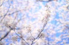 HANA・HANA 27 (sakura・saku)