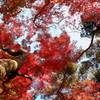 紅葉絵巻