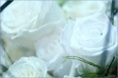 HANA・HANA 11 (rose wh!te)