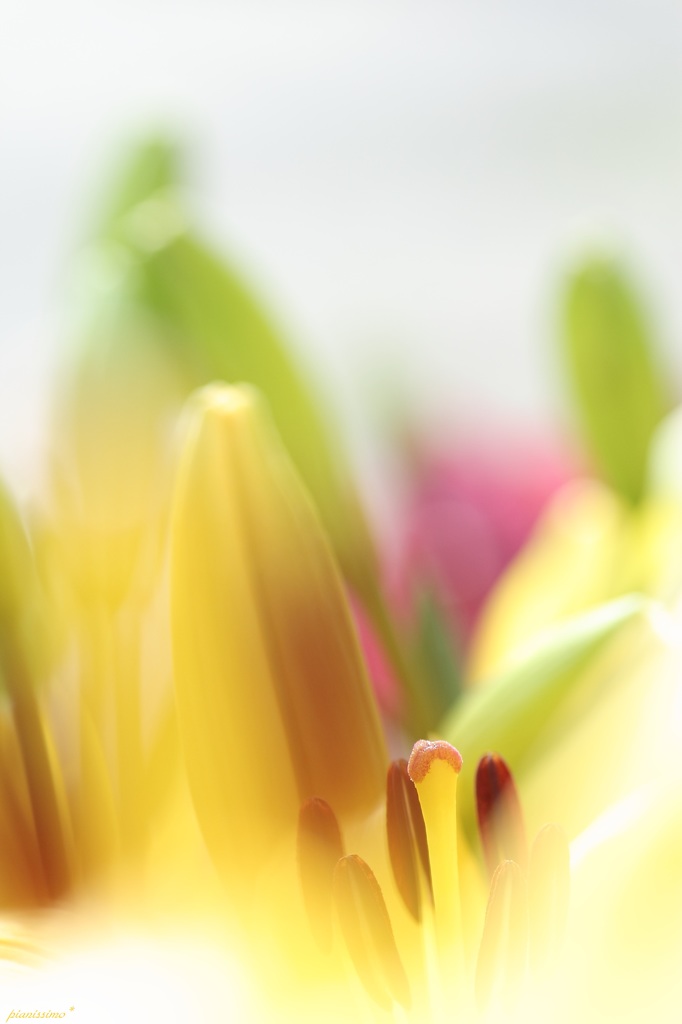 HANA・HANA 69 (Lily)
