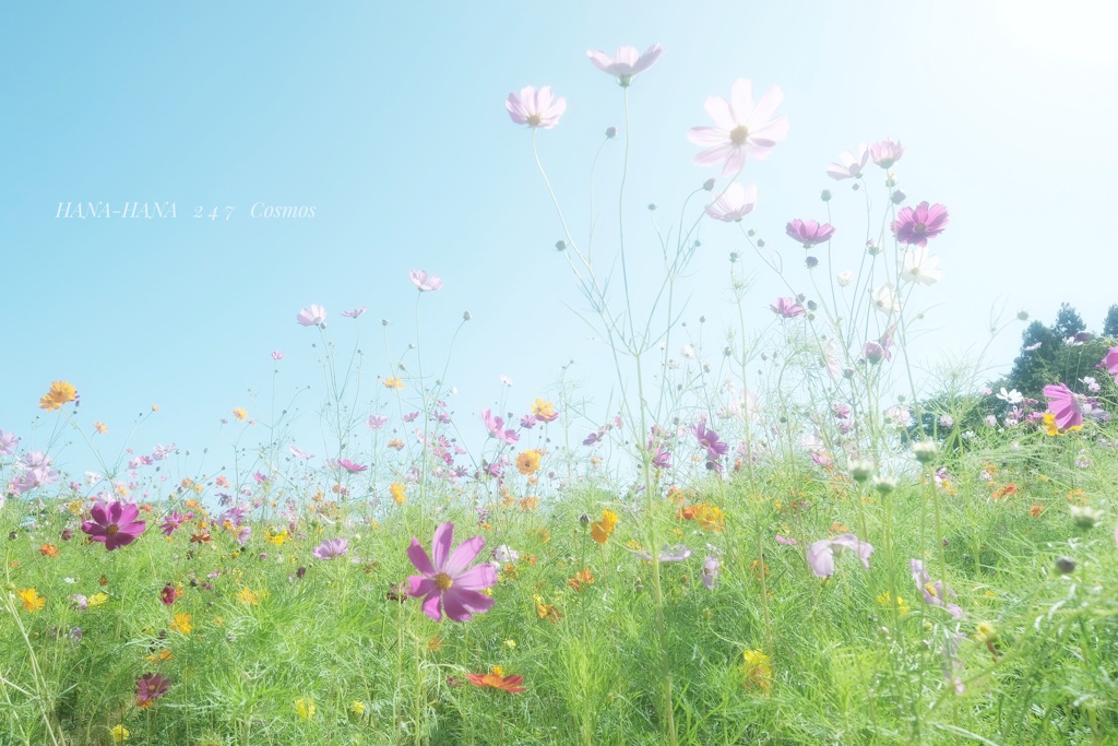HANA-HANA  247  Cosmos