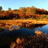 まほろばの湿原