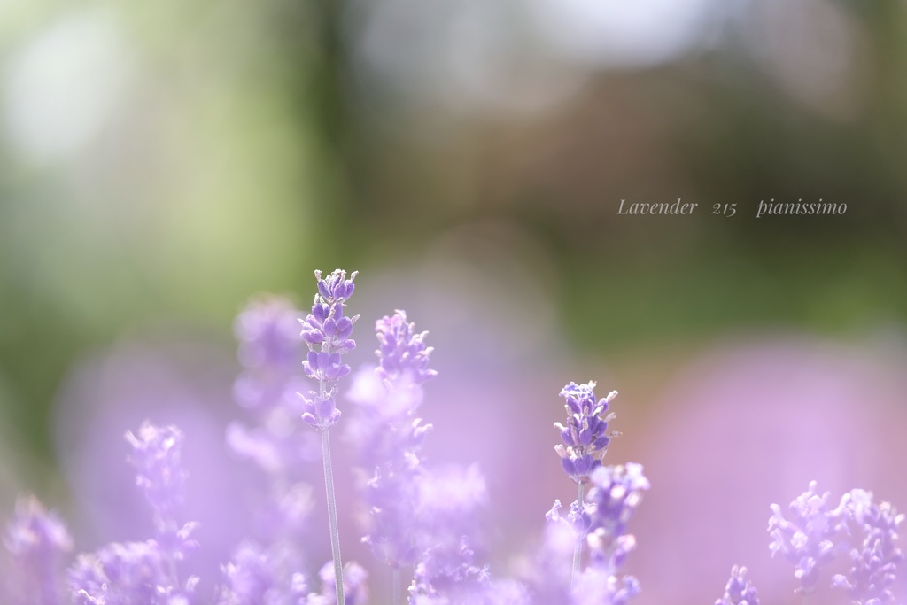 HANA-HANA 215  Lavender