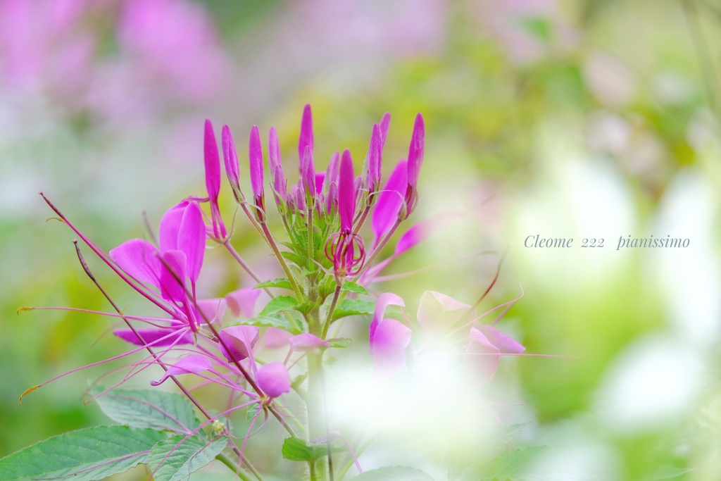 HANA-HANA 222  Cleome