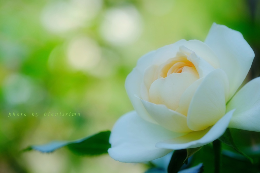 HANA-HANA   195    Rose