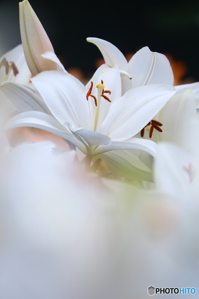 HANA・HANA 121 (Lily)