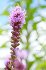 HANA-HANA 221  Liatris