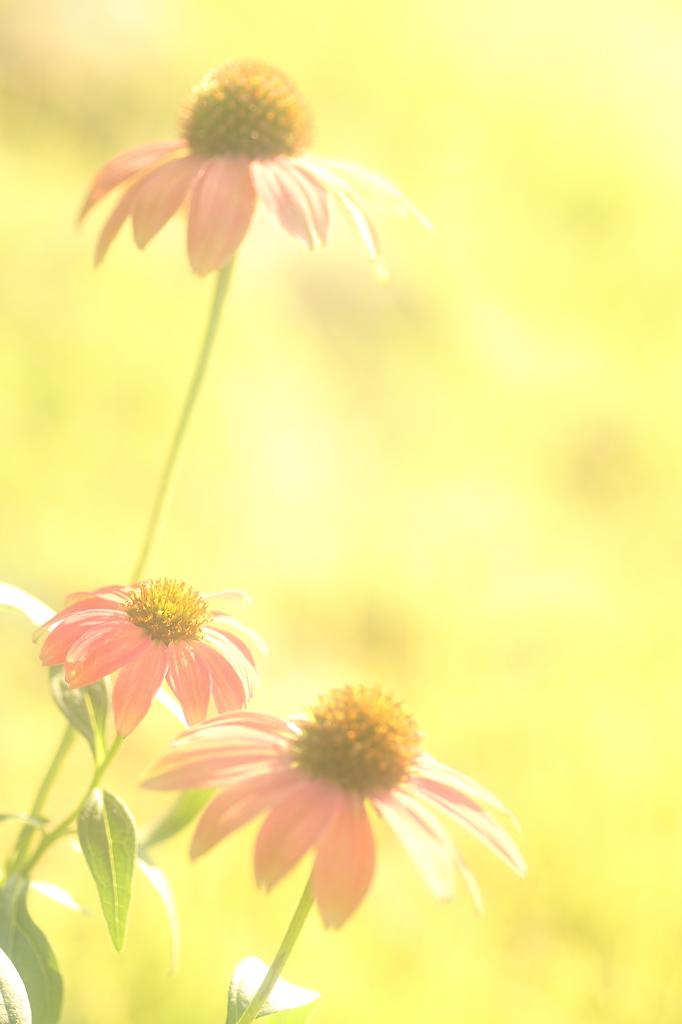 HANA・HANA 104 (Echinacea　 #1)