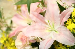 HANA・HANA 4 (Lily)
