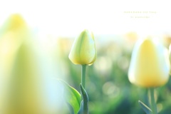 HANA・HANA 152 Tulip