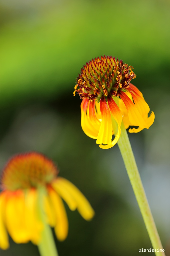 HANA・HANA 115 (Echinacea)