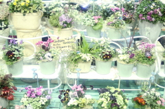 HANA・HANA 6 (Market)