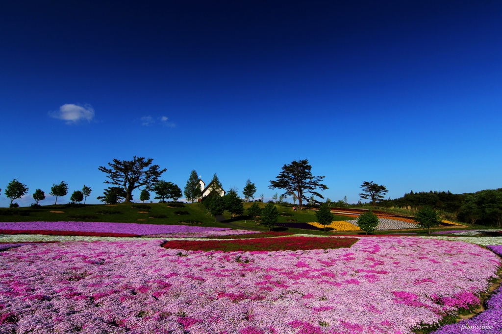 HANA・HANA 53 (Shibazakura)