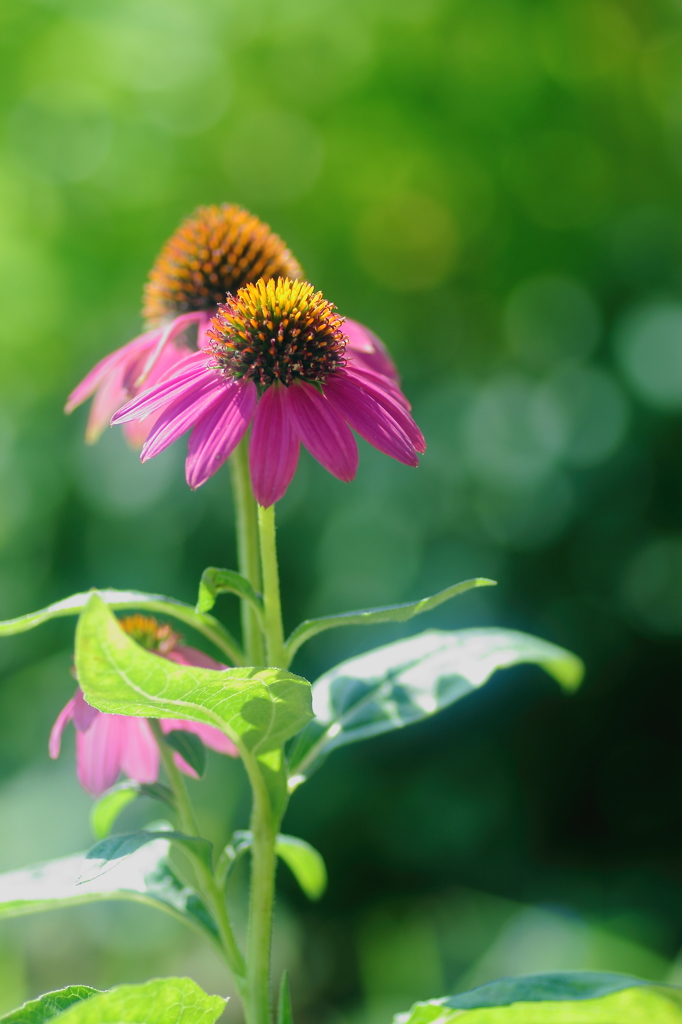 HANA・HANA 86 (Echinacea)