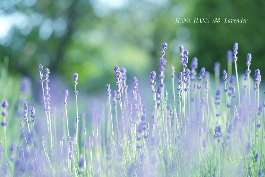 HANA-HANA   188    Lavender