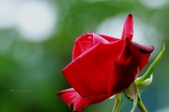 Rote rose