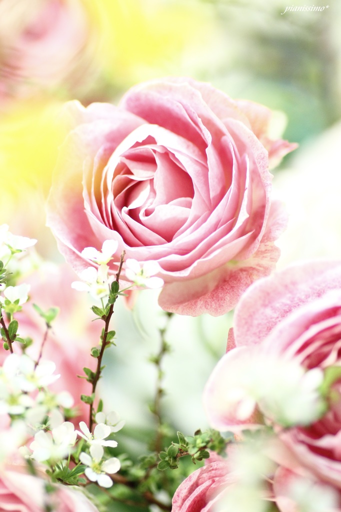 HANA・HANA 10 (rose p!nk)