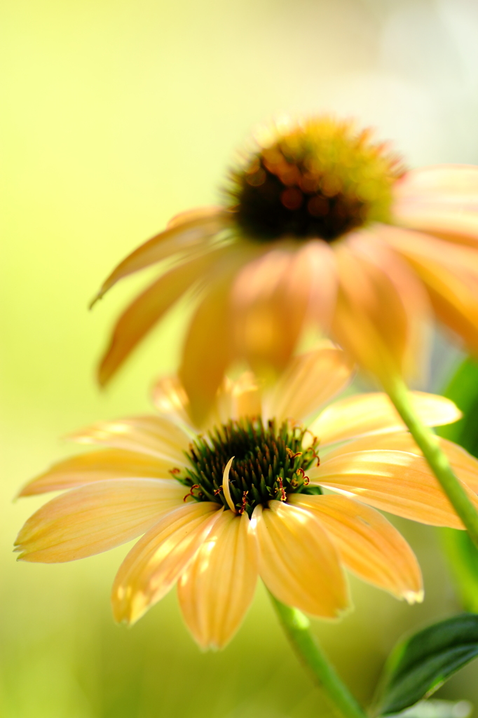 HANA・HANA 104 (Echinacea #2)