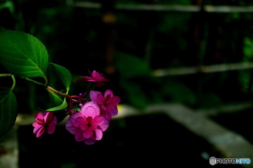 微笑みの紫陽花