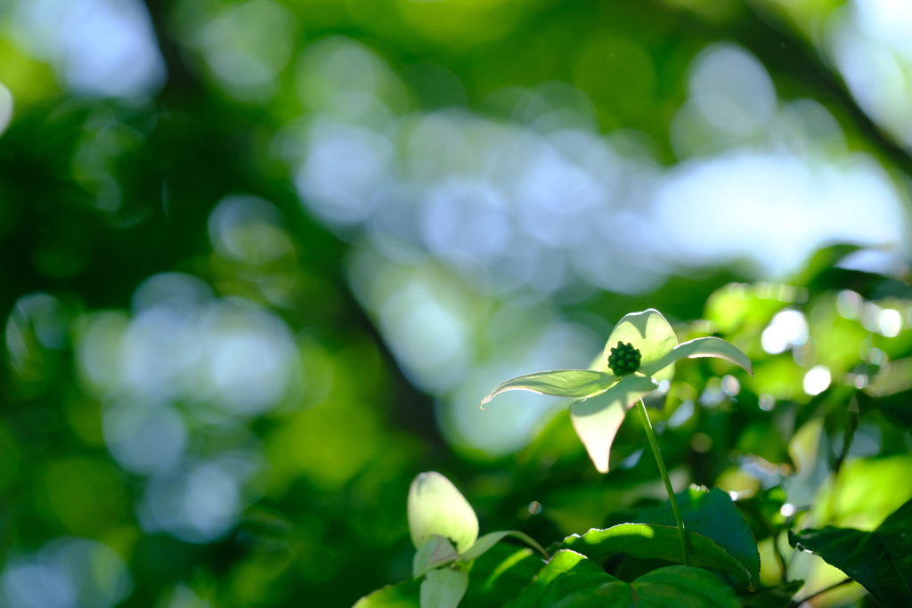 こもれびの森・山法師