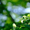 こもれびの森・山法師